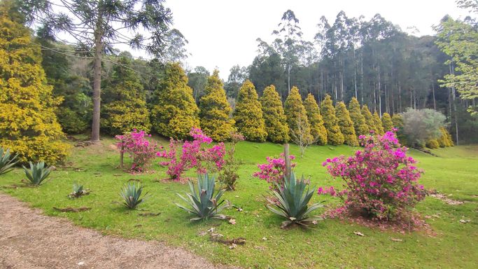 AZALEIAS, OINHEIROS A JARDIM LINDOS