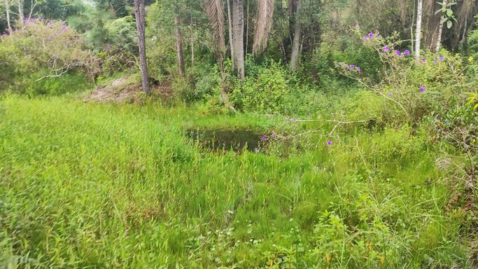 MAIS UM PEQUENO ACUDE E BOSQUE