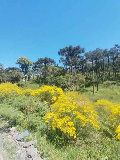 LINDAS FLORES E ARAUCÁRIAS