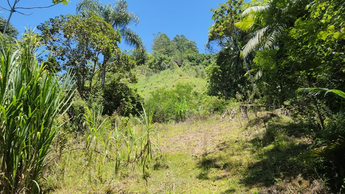 TERRA PARA PLANTAR E BOSQUE