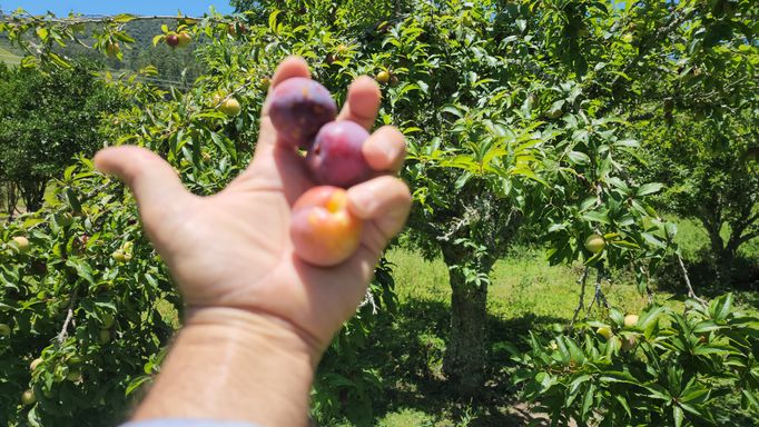DELICIOSAS AMEIXAS DO POMAR