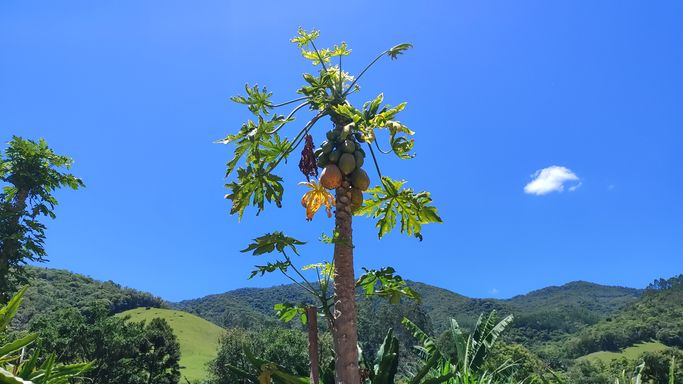 PE DE MAMAO  E SEU AZUL
