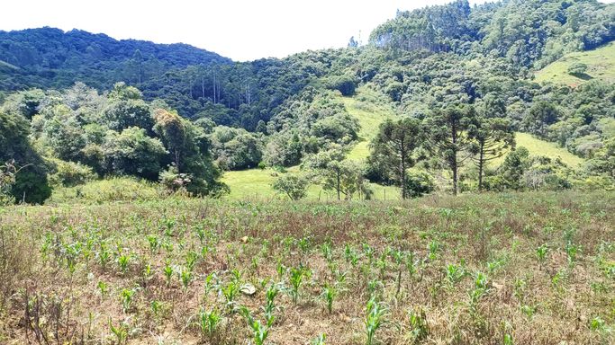 TERRA DE PLANTIO  E VISTA PARA A NATURZA
