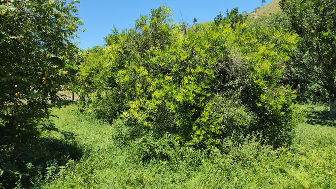 MUITAS  LARANGEIRAS DO POMARES