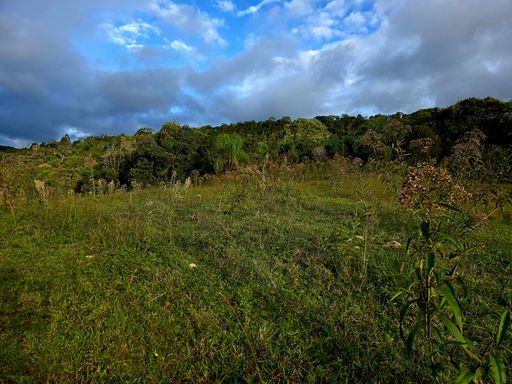 Pastagem area plana.