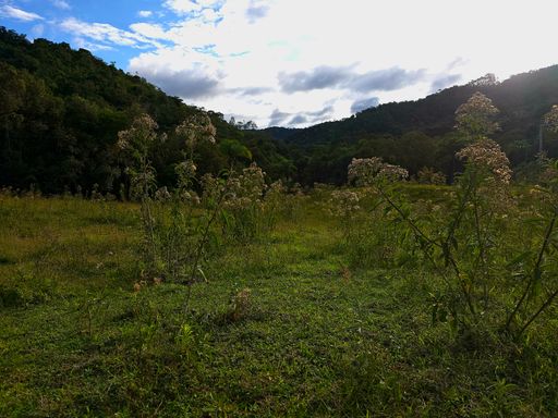 Area plana pastagem formada.