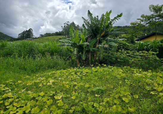 Area plana com abóboras e bananeiras