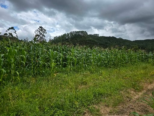 Area plana com plantação de milho