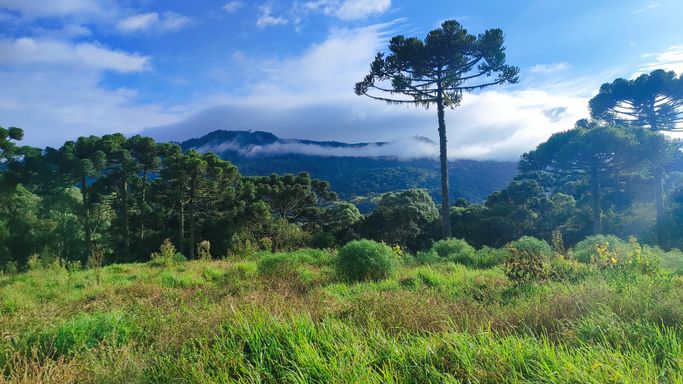 ARAUCARIA E LINDA VISTA