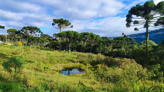 ACUDE NATUREZA E ARAUCARIAS
