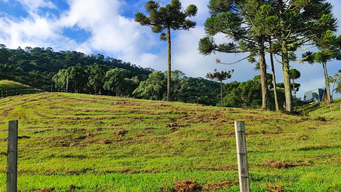PASTAGEM E ARAUCARIAS