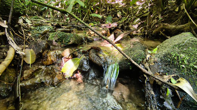 Água do riacho na mata no sítio à venda em Águas Mornas SC