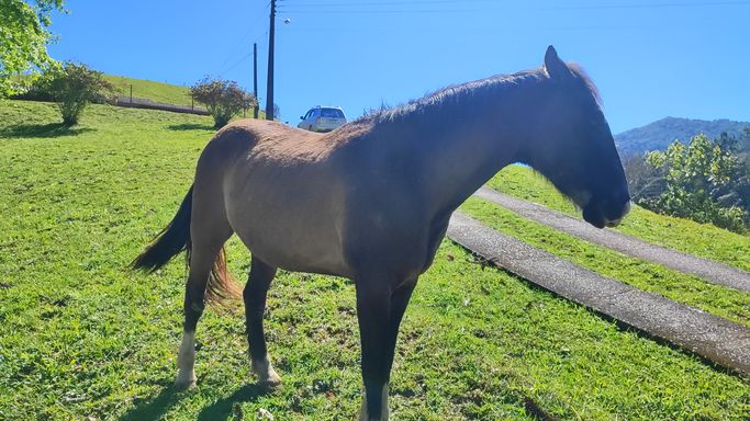 LINDO CAVALO E PASTAGEM
