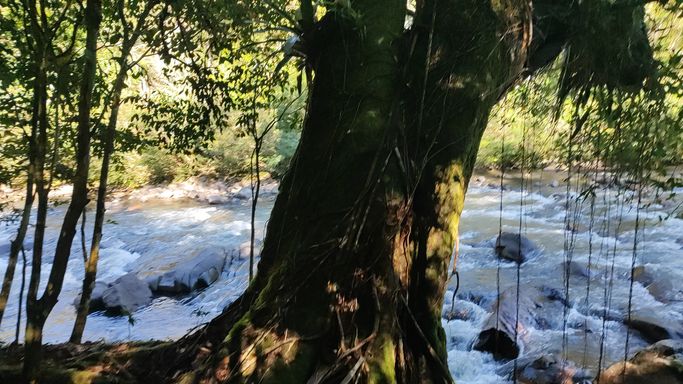BELA ARVORE E RIO FUNDOS