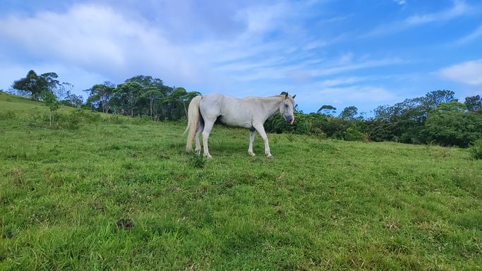 LINDOO CAVALOMBRANCO