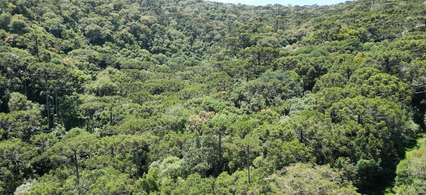 FOTO DAS LINDAS ARAUCARIAS E DO VERDE...
