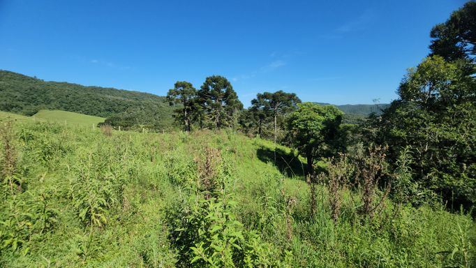 PASTAGEM E ARAUCARIAS
