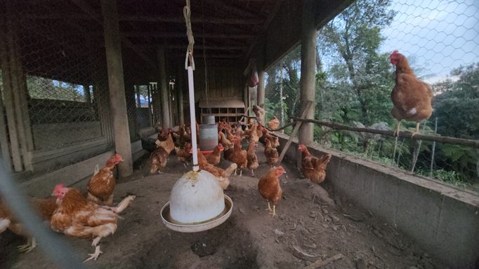 Galinheiro  om muitas galinhas
