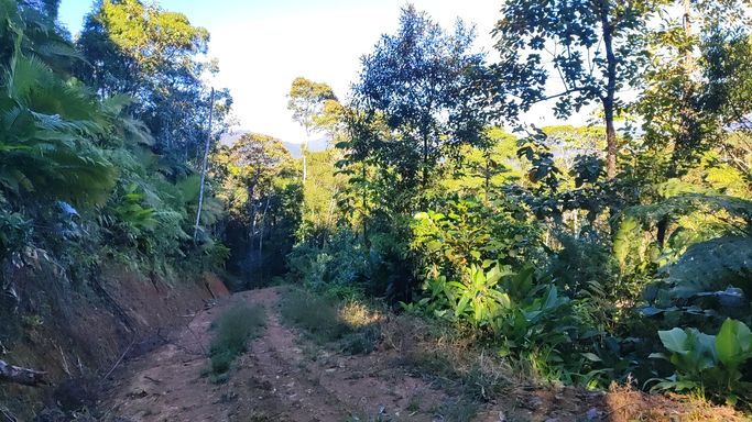 CAMIINHO DP PARAISO