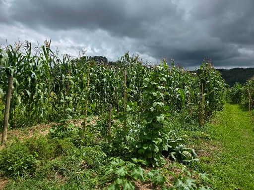 Plantação de milho