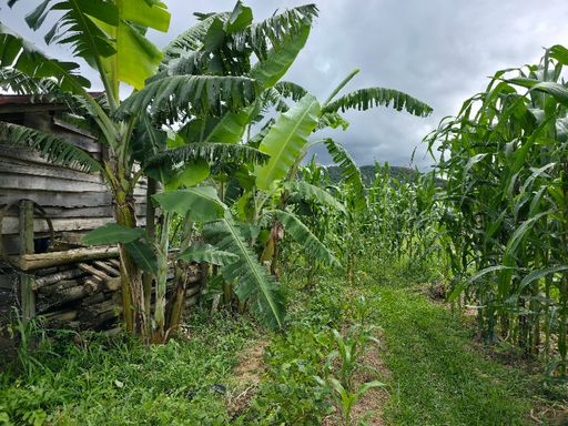 Mais area plana com milho em canteiros