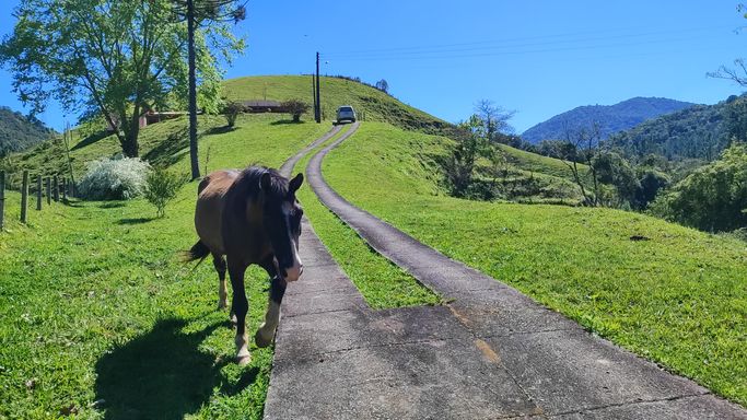 LINDO CAVALO E GRAMADO