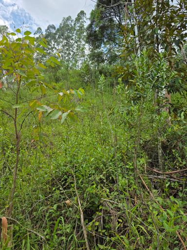 Primeira Área pronta para construcao