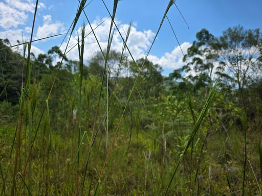 Erceira Área pronta plana mais alta que a seginda,  para construcao coberta por pequena vegetacao