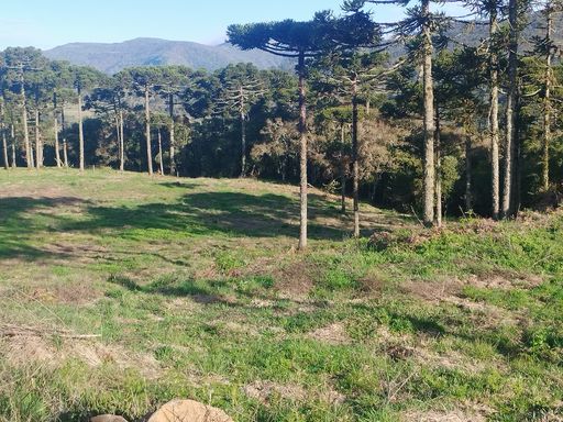 LINDAS ARAUCARIAS