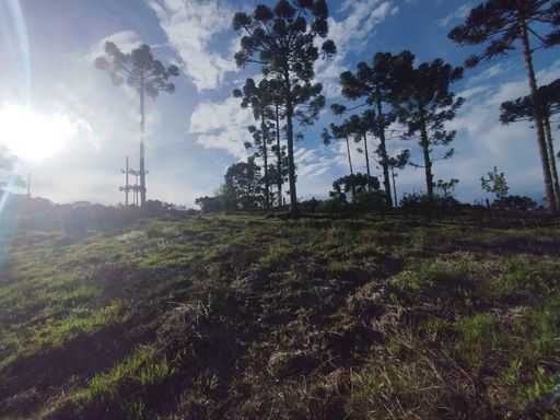 PASTAGAEM E ARAUCARIAS