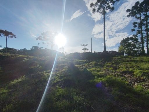 BELO POR DO SOL E ARAUCARIAS