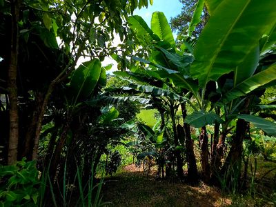 Quintal com bananeiras