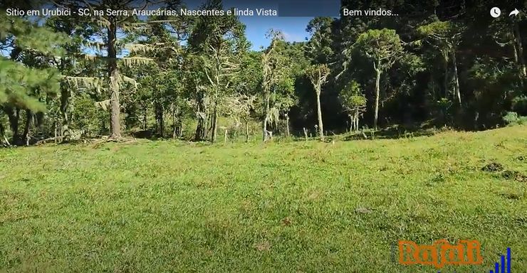 AFRVORES E GRAMADOS