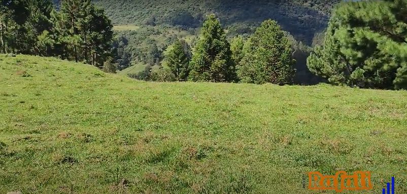 PASTO E PINHEIROS