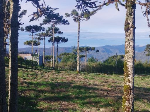 BELA VISTA E ARAUCARIAS