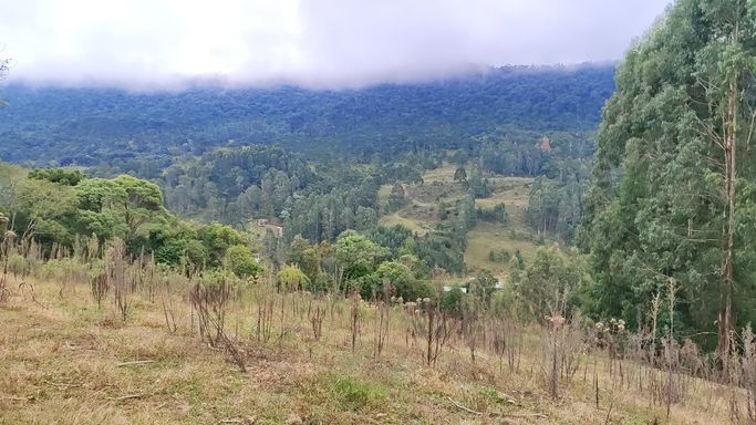 TERRA DE PLANTIO