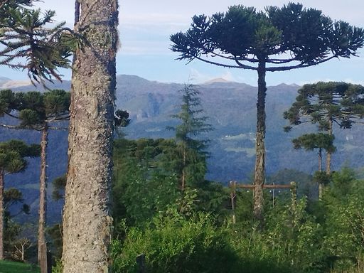 ARAUCARIA MUITO GRANDE E LINDA NATUREZA