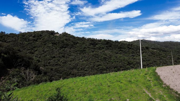 Pasto e mata nativa
