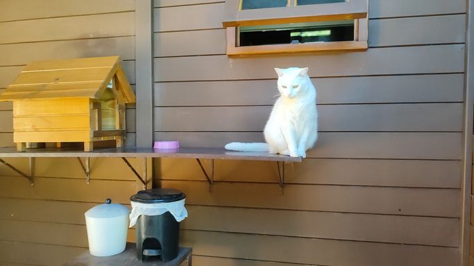 LINDA GATA NA AREA DA CASA  DE MADEIRA