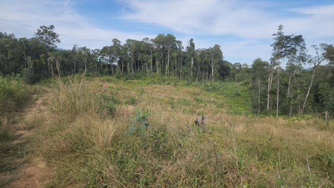 TERRA DE PLANTIO E LINDA FLORESTA....