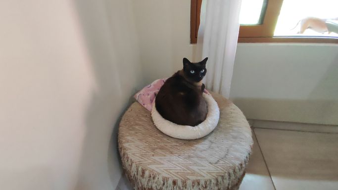 SOFA DA GATA