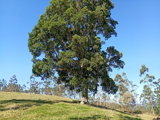 PASTO E EUCALIPTO