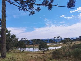AFUCARIAS E PASTAGEM