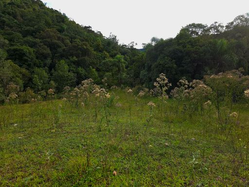 Area plana pastagem sirio todo aproveitavel.