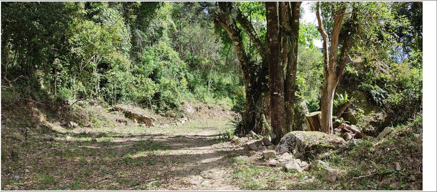 bosque e rua interna