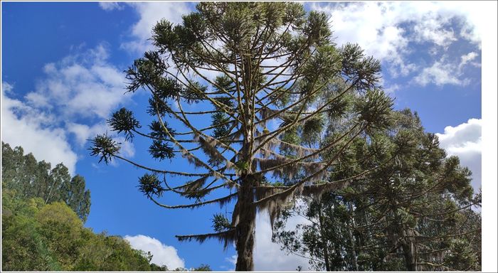 araucaria