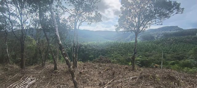 Floresta