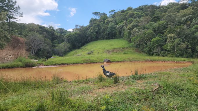 PATO E ACUDE COM PASTAGEM E BOSQUE