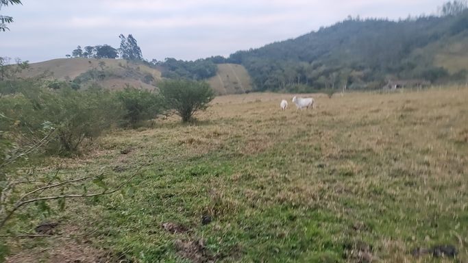 PASGTAGEM E VACAS