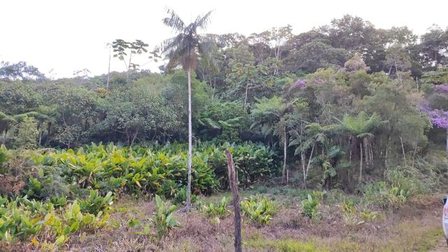 NATUREZA
